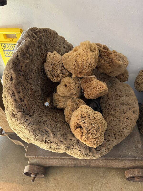 A large, porous, bowl-shaped tan sponge contains several smaller round tan sponges and rests on a low metal platform with caster wheels. The assembly sits on a concrete floor against a white wall, with the edge of a yellow "CAUTION" sign visible at left.