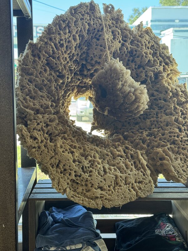 A large circular, porous tan-brown sponge or coral with a hollow center rests on a wooden shelf in front of a sunlit window. Folded clothing lies on the lower shelf and a parked vehicle and buildings are visible outside.